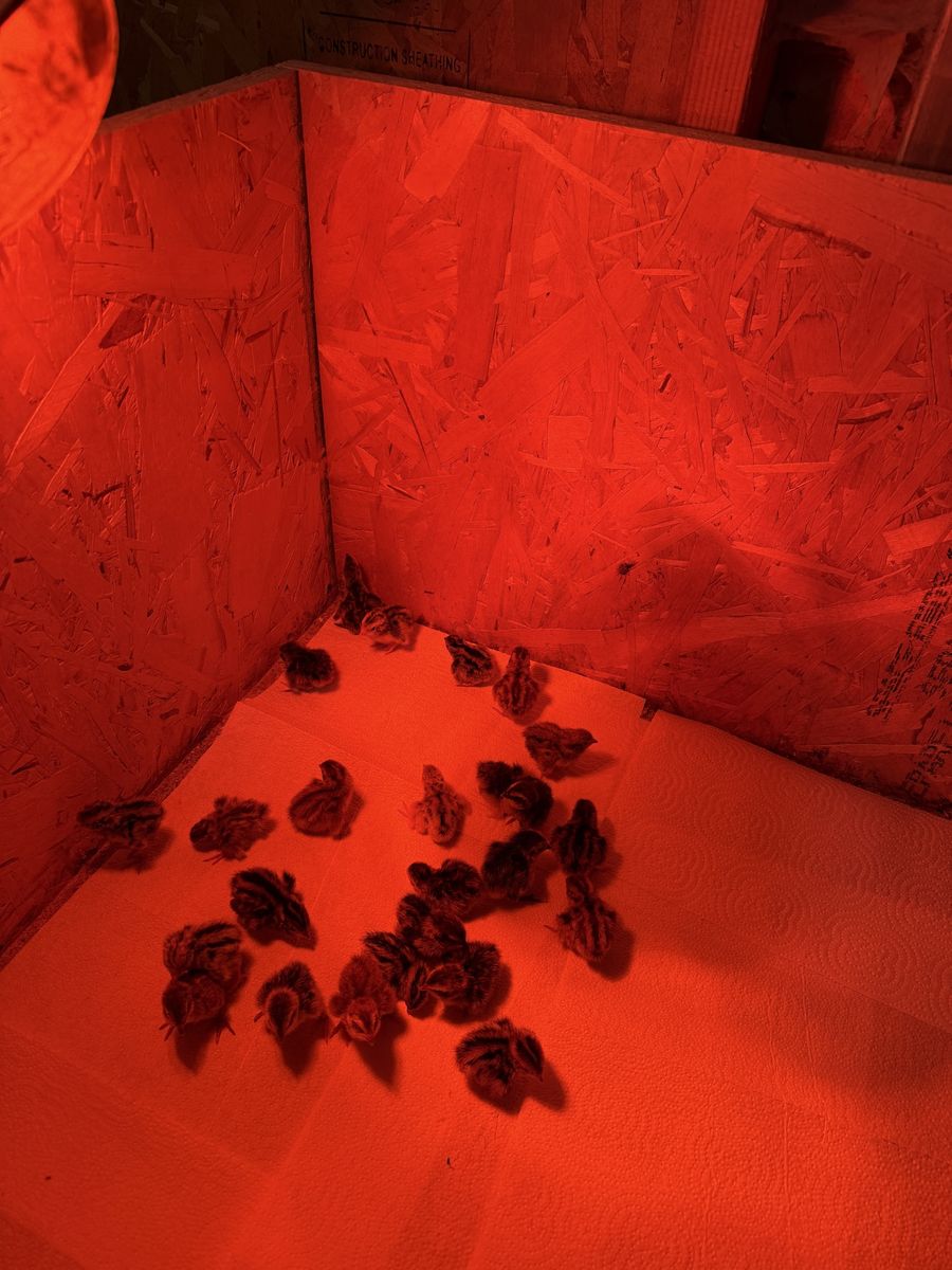 Cotournix quail chicks