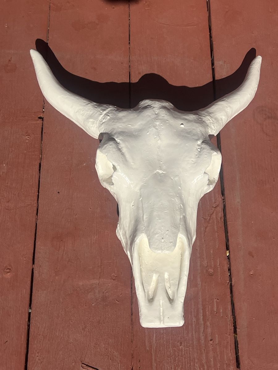 Western bison skeleton skull decor animal