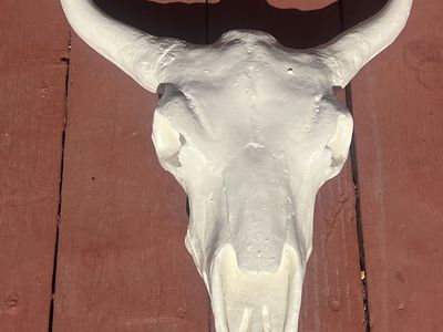 Western bison skeleton skull decor animal
