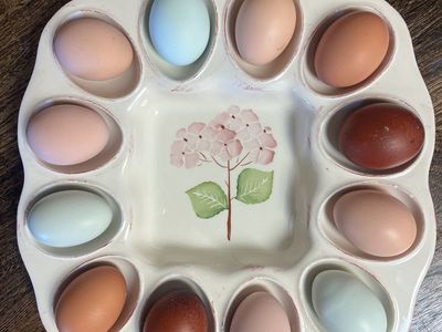 Hatching Eggs - MYSTERY