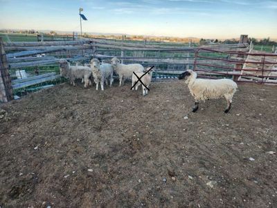 Sheep