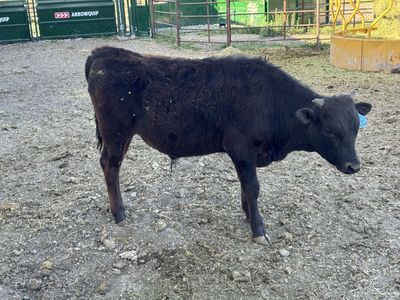 Fullblood Wagyu Bulls & Steers