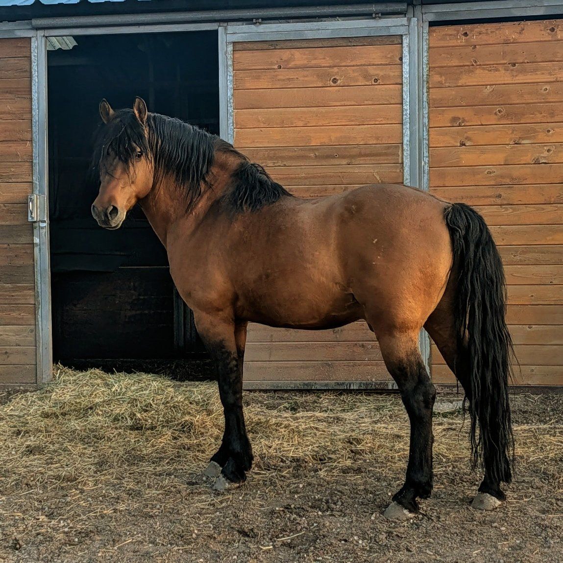 Registered Morgan Stallion