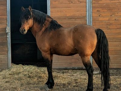 Registered Morgan Stallion