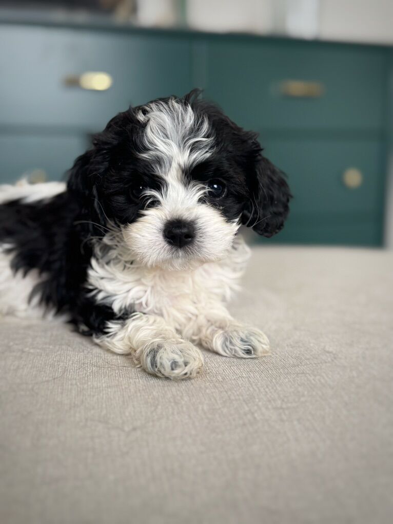 Cutest Ever Tiny Tiny Baby Girl Cavalier Poodle