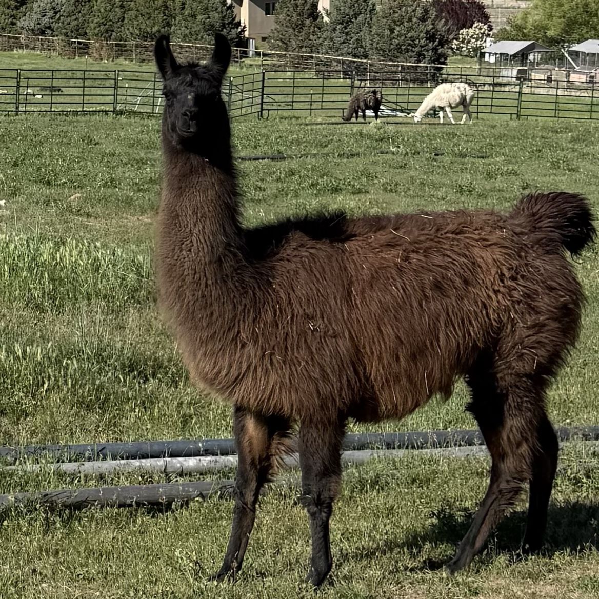 8-year-old pregnant llama