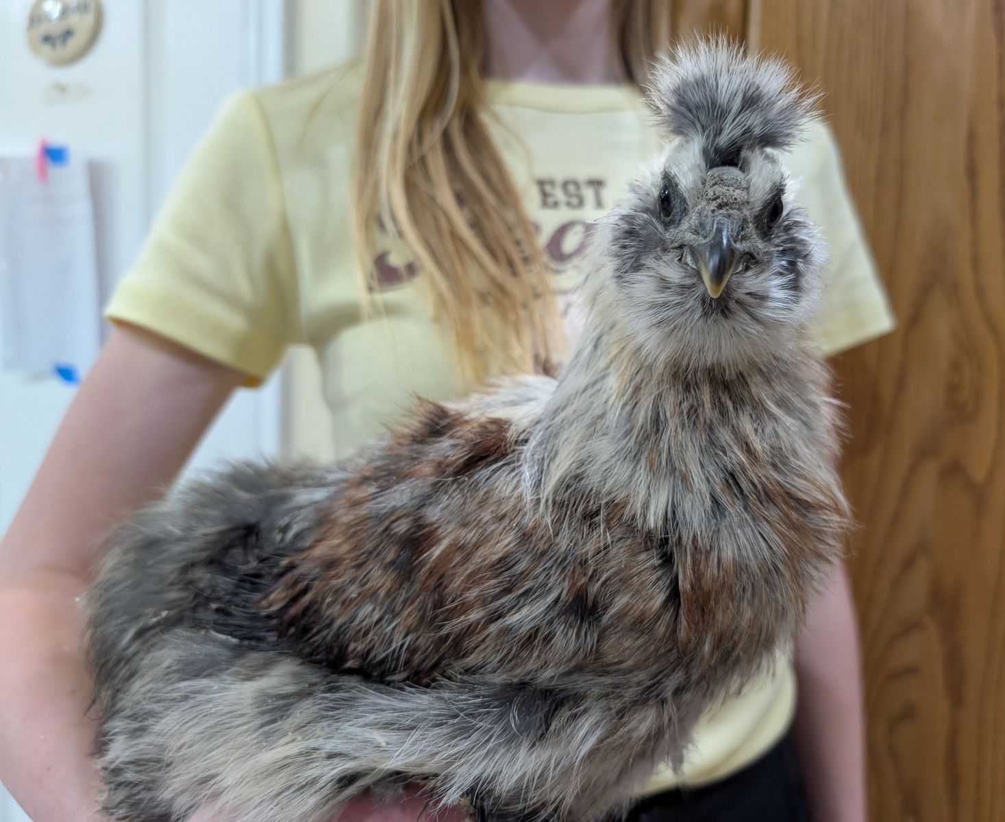 Unique Young Silkie Rooster – 11 Weeks