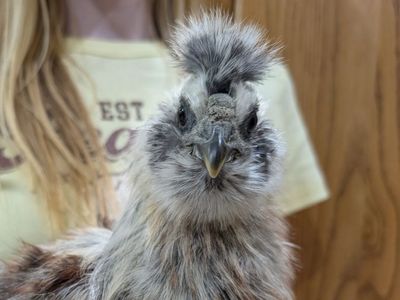 Unique Young Silkie Rooster – 11 Weeks
