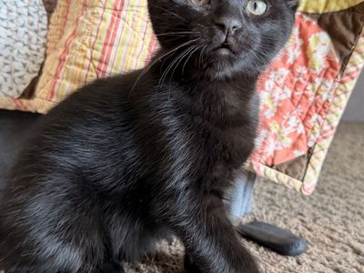Adorable Scottish Fold Kittens - 2 Black Females - Litter Trained & Socialized