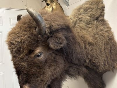 Bison Mount