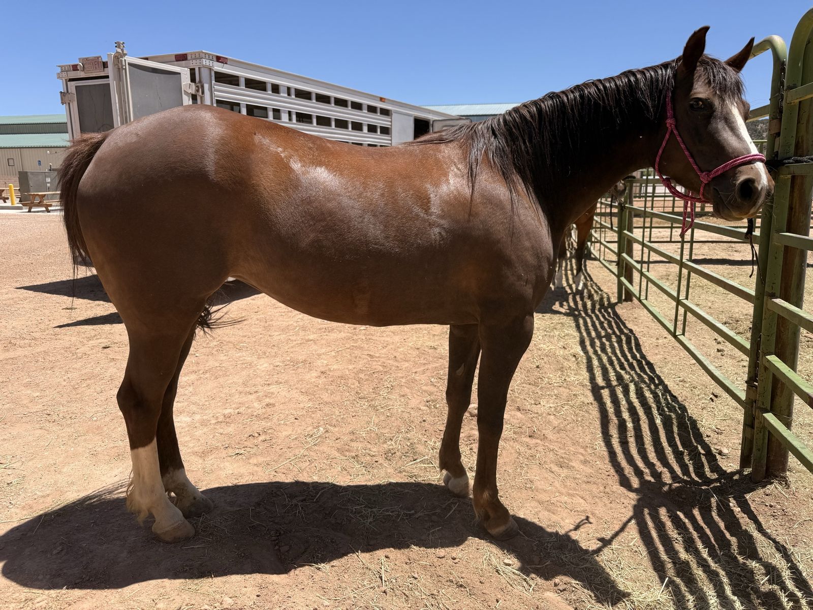 Cute 1/2 pony mare