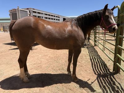 Cute 1/2 pony mare