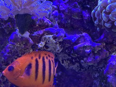 Flame Angelfish