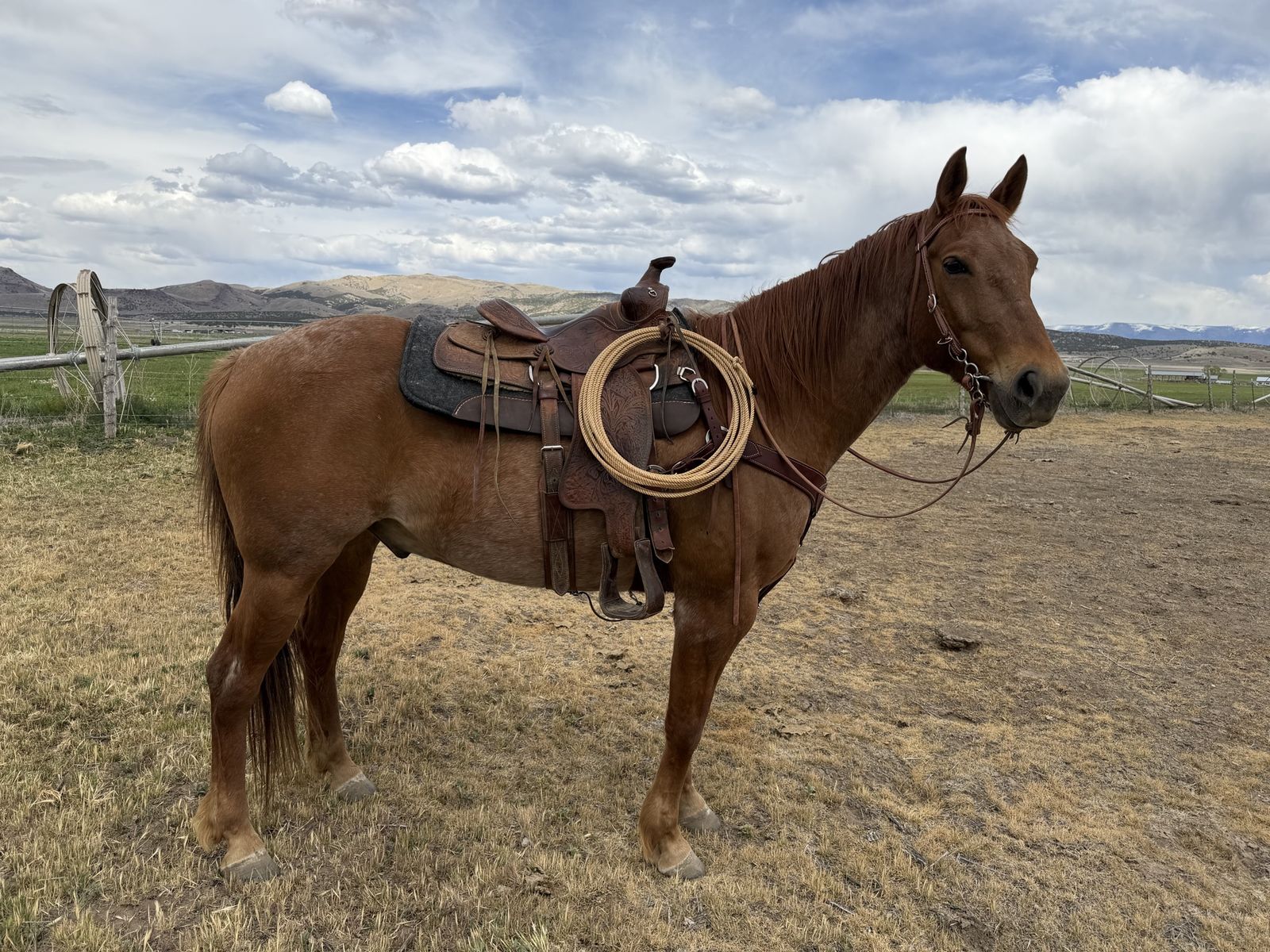 9 Year Old Registered Red Roan Gelding