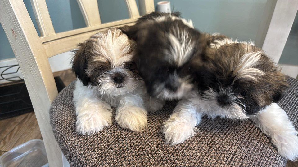 Purebred Shih Tzu Puppies  2 male
