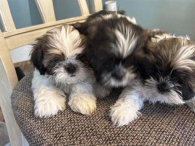Purebred Shih Tzu Puppies 2 male