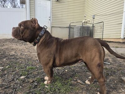 American Bully
