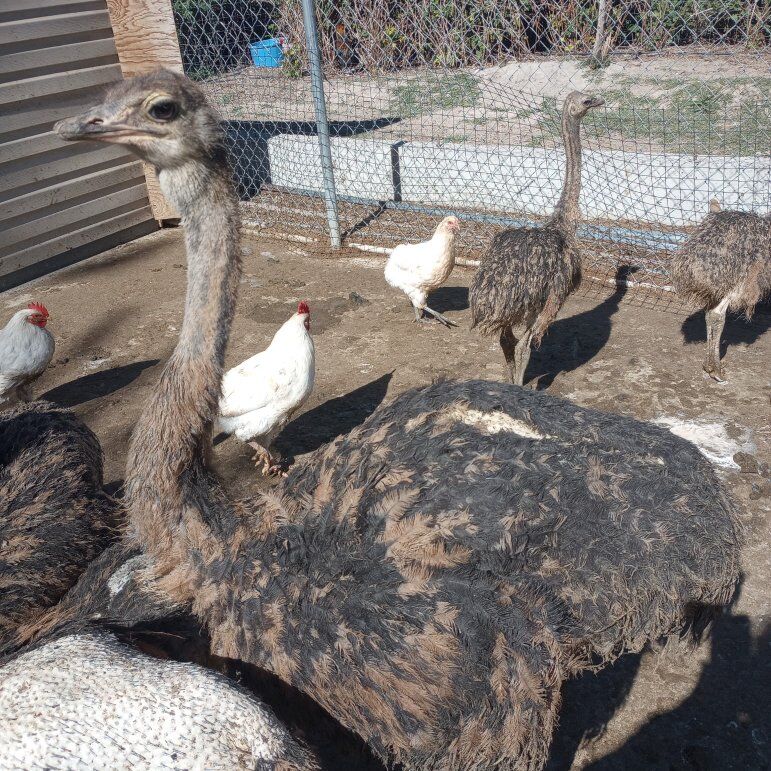 young ostriches
