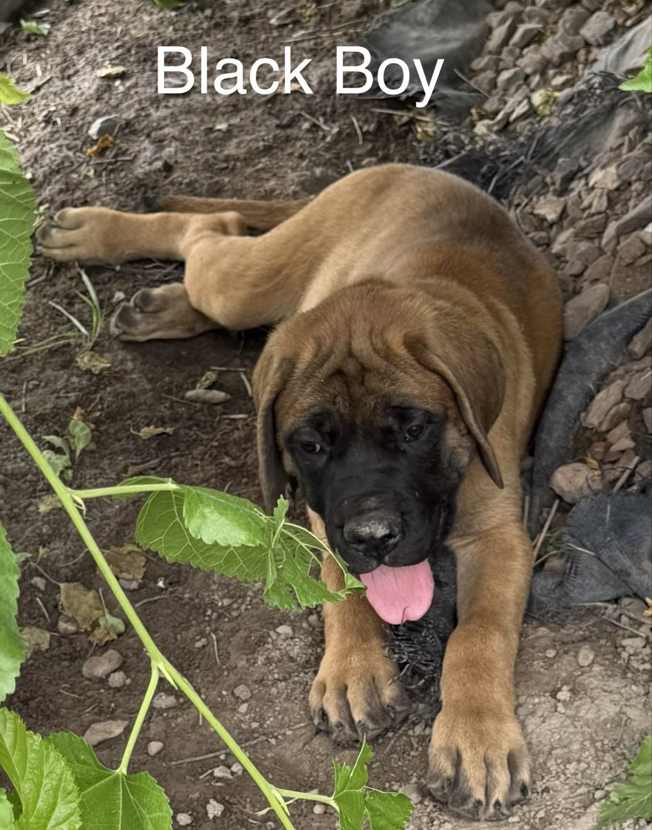 English Mastiffs/PRICE REDUCED!!!
