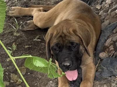 English Mastiffs/PRICE REDUCED!!!