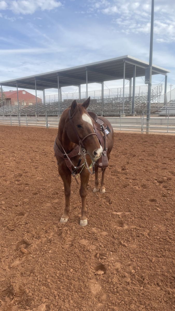 AQHA breakaway and tie down mare