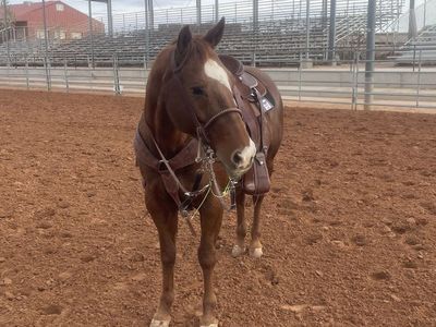 AQHA breakaway and tie down mare