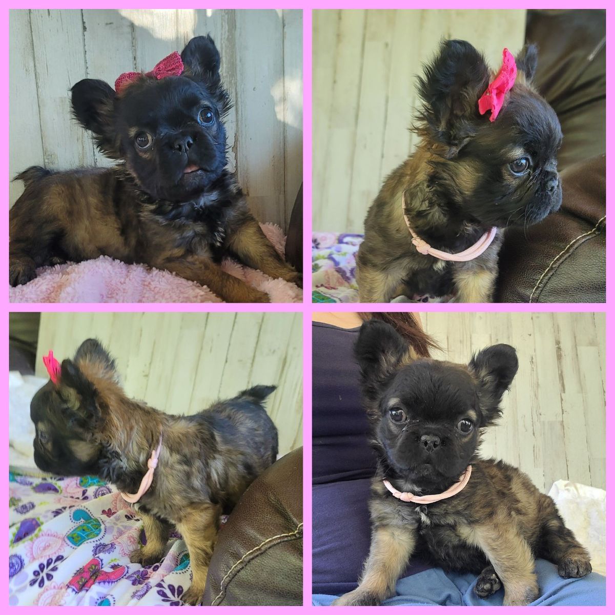 AKC French Bulldog / Frenchie Female