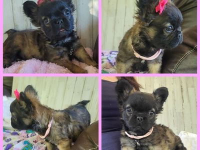 AKC French Bulldog / Frenchie Female