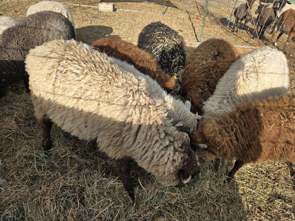 Sheep available, Iceland cross wethers