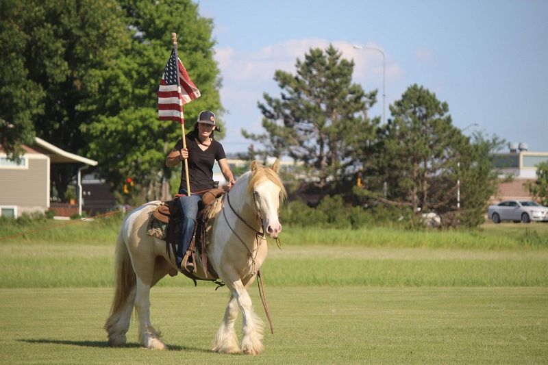 Champagne Tobiano Gypsy Vanner Gelding