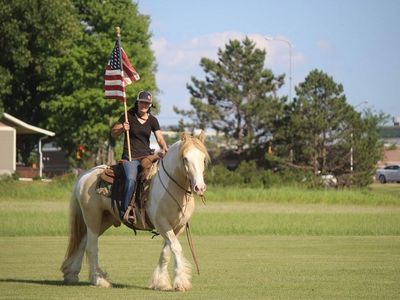 Champagne Tobiano Gypsy Vanner Gelding