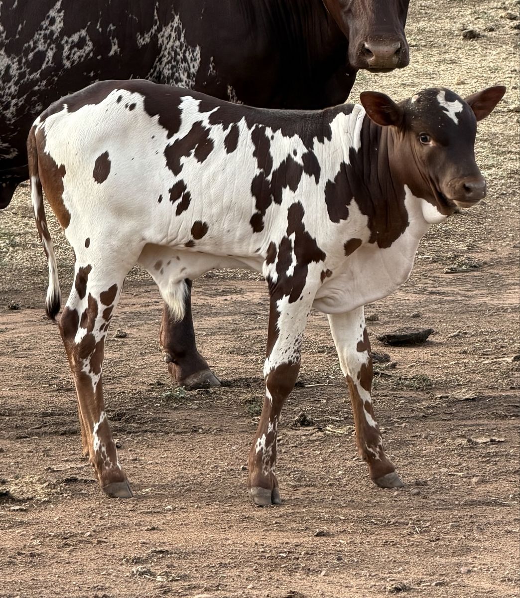 Fresh Roping Calves!