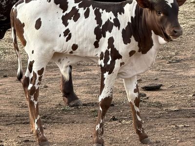 Fresh Roping Calves!