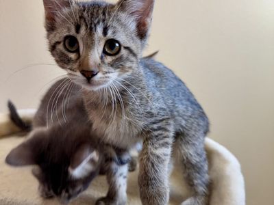 1 left! Adorable American Shorthair Kittens with Vaccinations