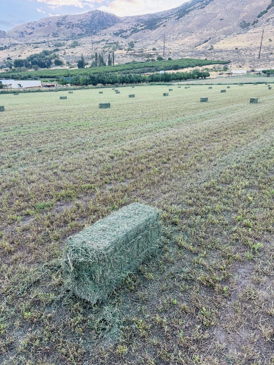 Alfalfa