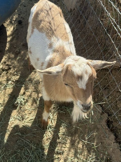 polled spotted buck Nigerian