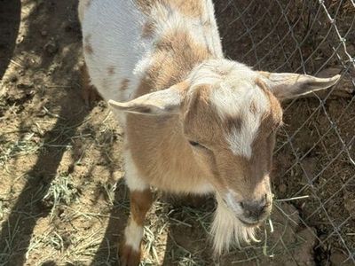 polled spotted buck Nigerian