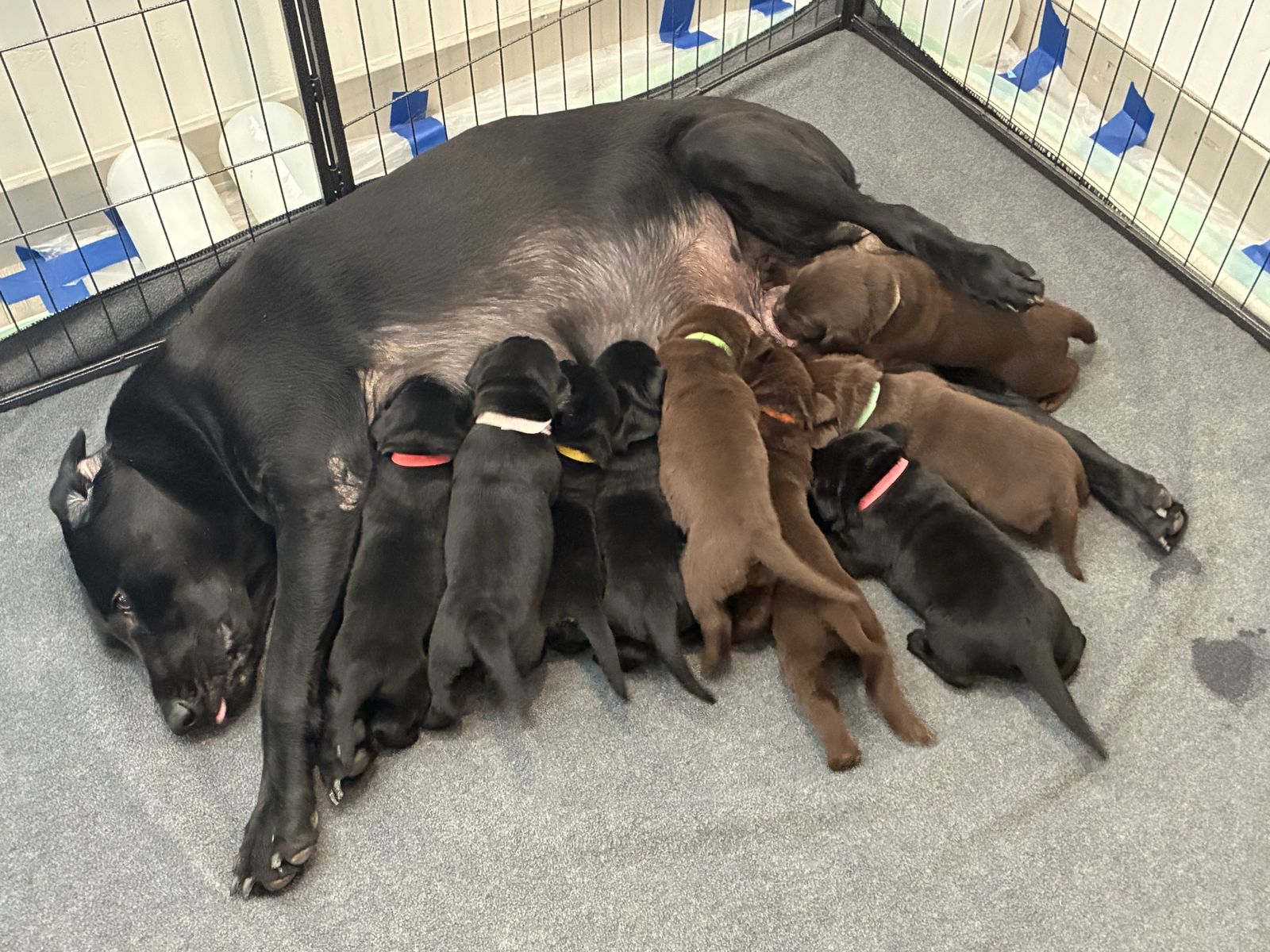 AKC Lab Puppies - Black & Chocolate Litter