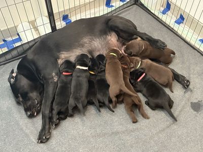 AKC Lab Puppies - Black & Chocolate Litter