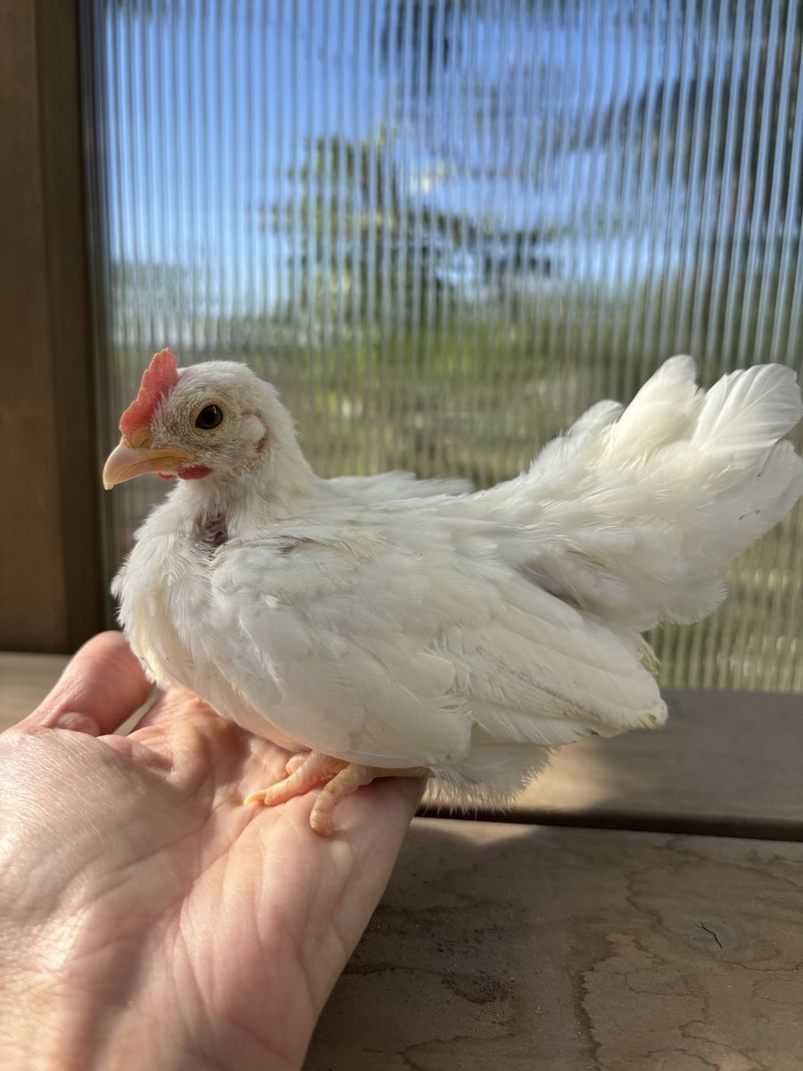 Serama Rooster