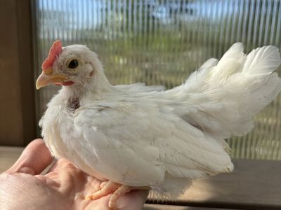Serama Rooster