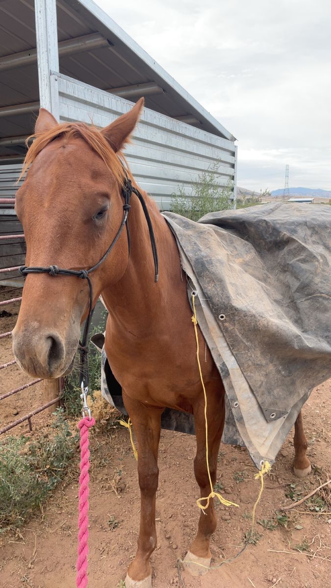 AQHA Registered Mare