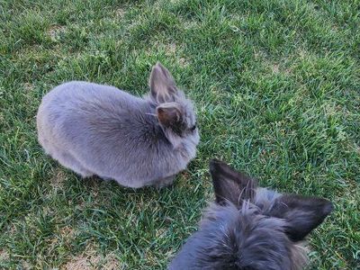 bunnies with all there supplies