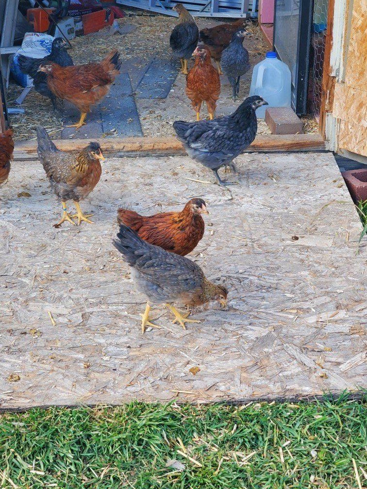 Coop Ready Poulets, Olive Eggers, Golden Comets.