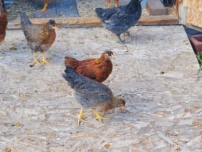 Coop Ready Poulets, Olive Eggers, Golden Comets.