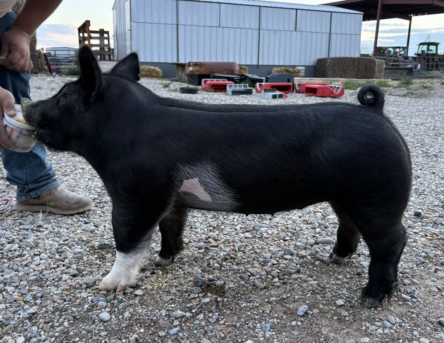 Show Pigs