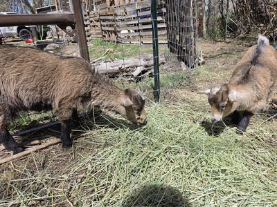 Female Goats
