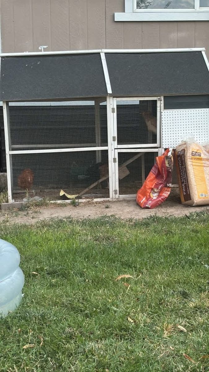 Chicken Coop with 5 Hens: Ameraucana, Copper Maran, Red Sexlink, Leghorn