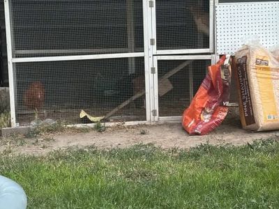 Chicken Coop with 5 Hens: Ameraucana, Copper Maran, Red Sexlink, Leghorn