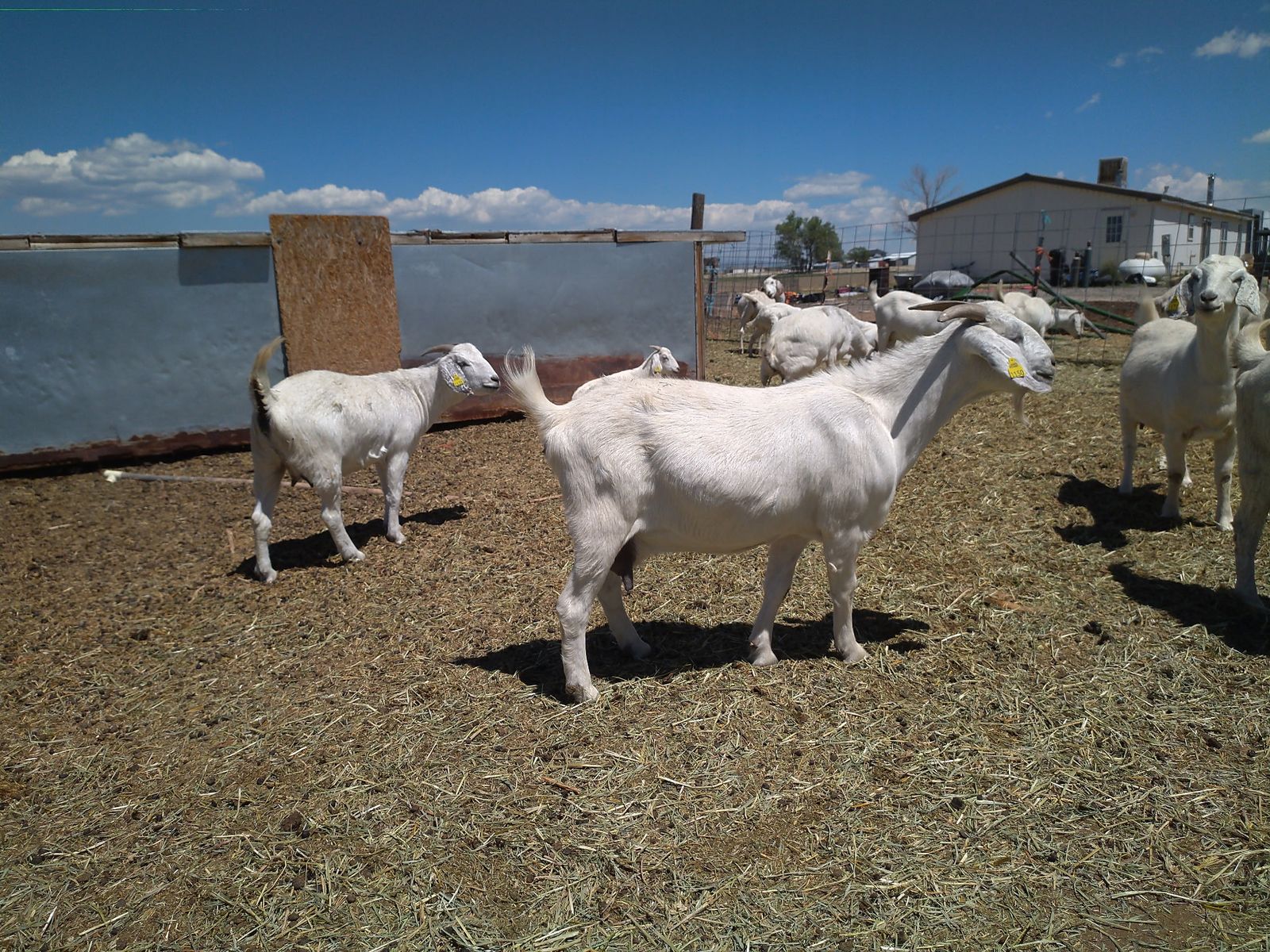 Savanna Goats for sale
